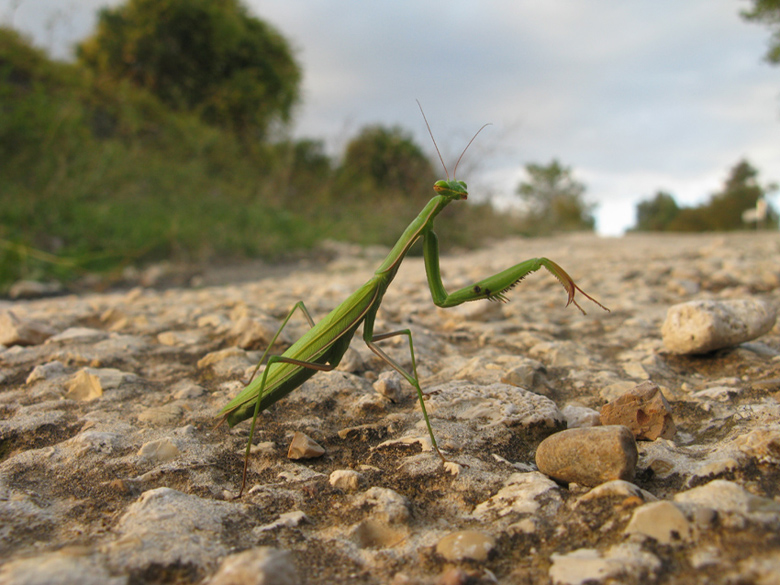 il gigante della srtada: femmina di Mantis religiosa